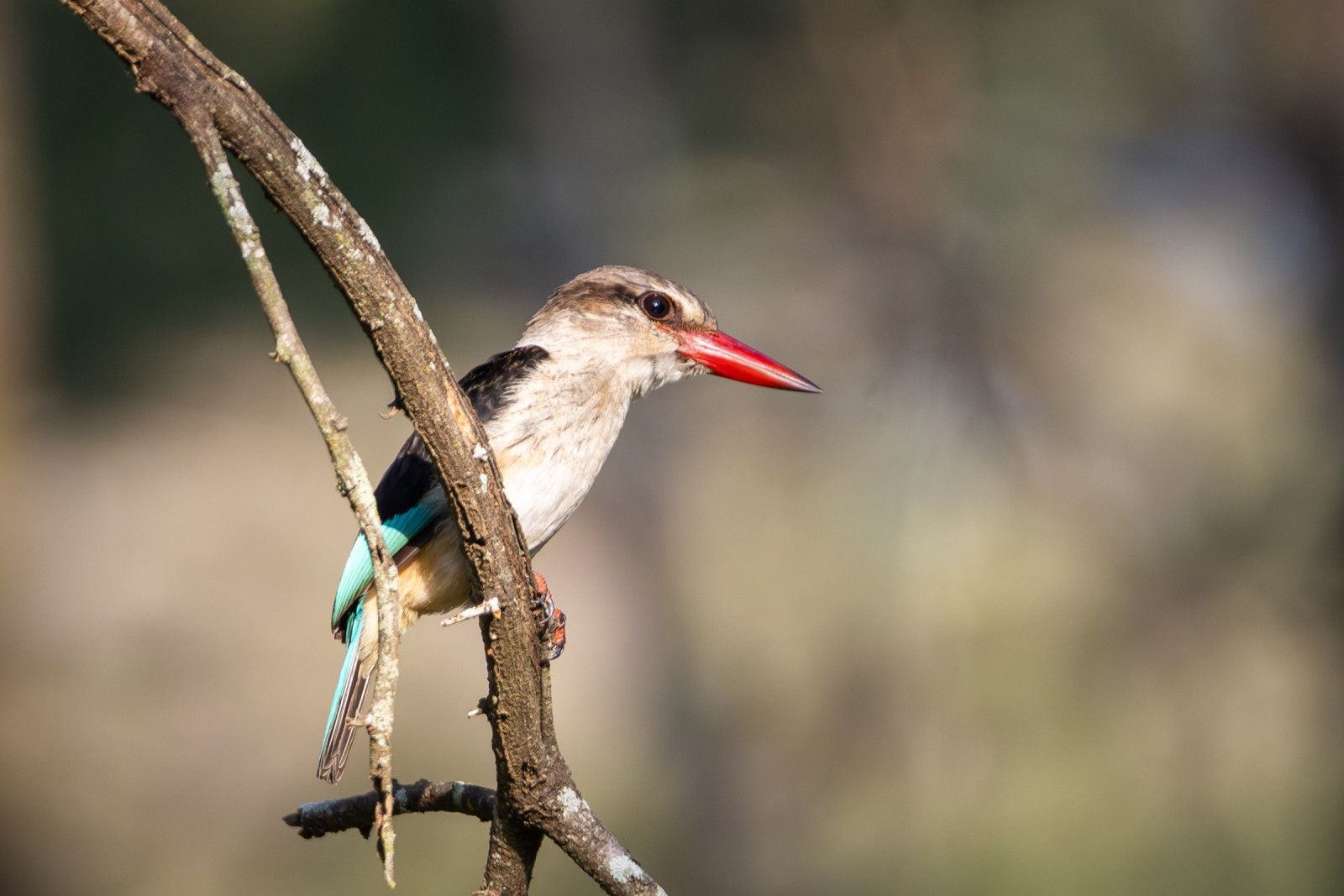 image Brown-hooded Kingfisher